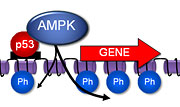In the cell nucleus, AMPK works at the DNA to add a phosphate to histones to control gene expression. 